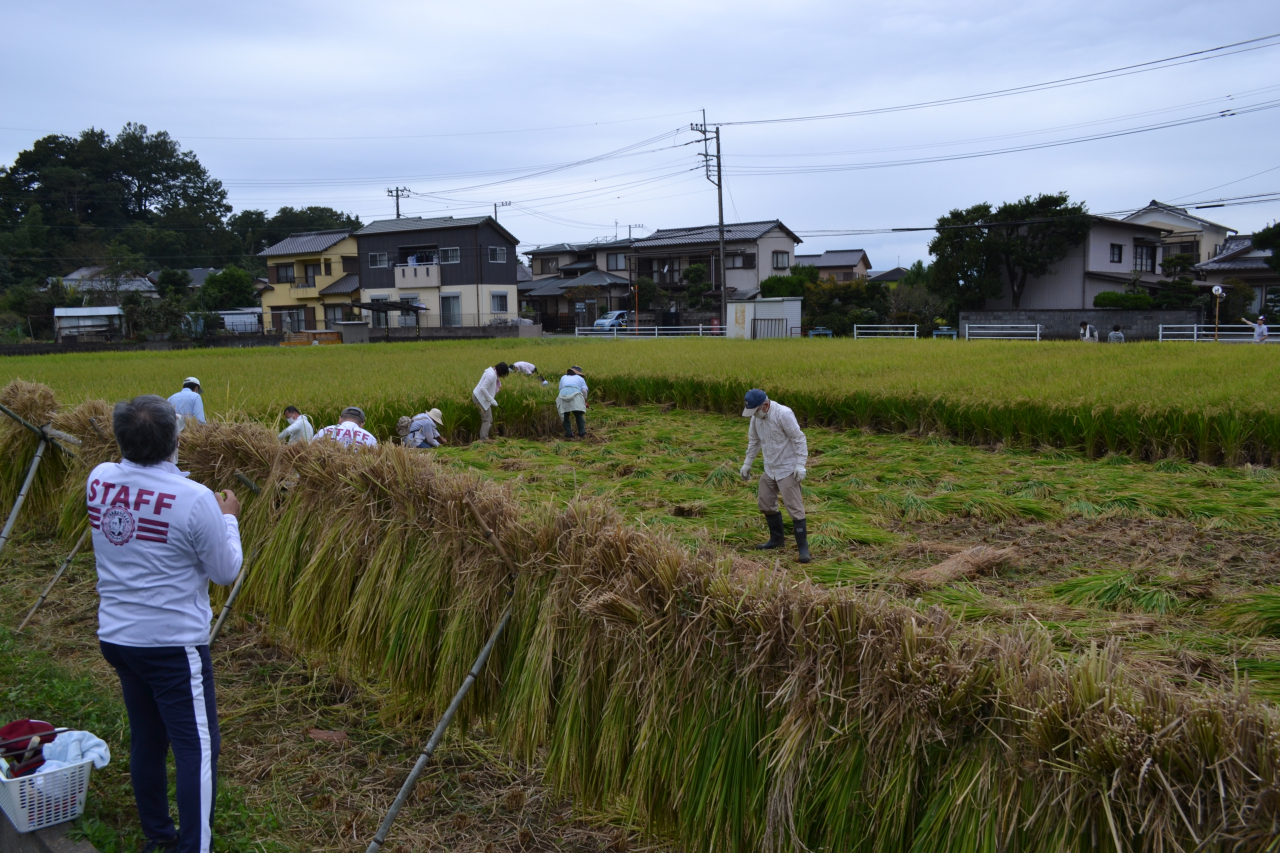 稲刈り